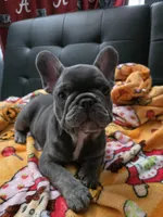 Blu, a male French Bulldog for sale in Greenwood, FL – 8 of 9