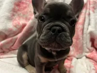Blu, a male French Bulldog for sale in Greenwood, FL – 6 of 7