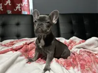 Charlotte, a female French Bulldog for sale in Greenwood, FL – 3 of 9