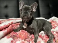 Charlotte, a female French Bulldog for sale in Greenwood, FL – 6 of 8