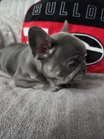 Blu, a male French Bulldog for sale in Greenwood, FL – 2 of 10
