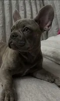 Sadie , a female French Bulldog for sale in Greenwood, FL – 6 of 10
