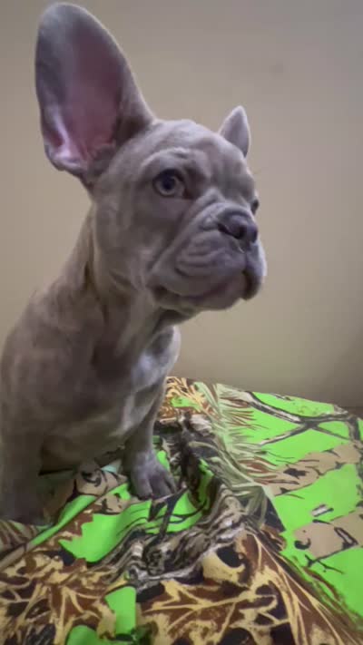 Sadie , a female French Bulldog for sale in Greenwood, FL – 8 of 10