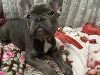 Charlotte, a female French Bulldog for sale in Greenwood, FL – 8 of 9