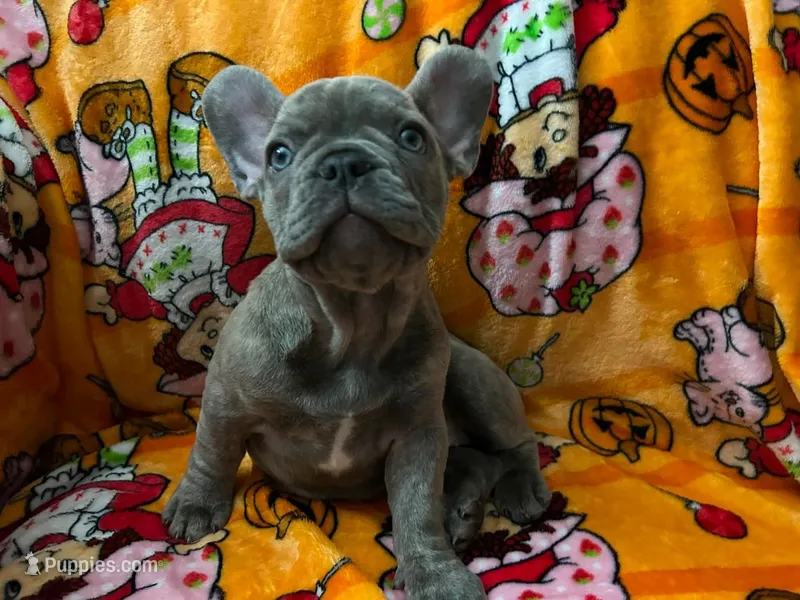 Sadie – French Bulldog puppy for sale in Greenwood, FL