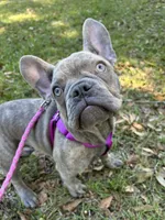 Sadie , a female French Bulldog for sale in Greenwood, FL – 6 of 10