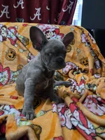 Sadie , a female French Bulldog for sale in Greenwood, FL – 6 of 10