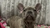 Sadie , a female French Bulldog for sale in Greenwood, FL – 3 of 7
