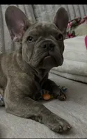 Sadie , a female French Bulldog for sale in Greenwood, FL – 3 of 10