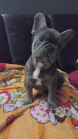 Blu, a male French Bulldog for sale in Greenwood, FL – 4 of 10