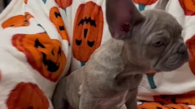 Sadie , a female French Bulldog for sale in Greenwood, FL – 6 of 10