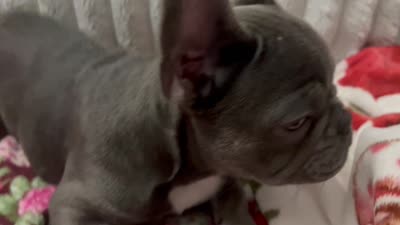 Charlotte, a female French Bulldog for sale in Greenwood, FL – 9 of 9