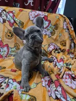 Sadie , a male French Bulldog for sale in Greenwood, FL – 8 of 8