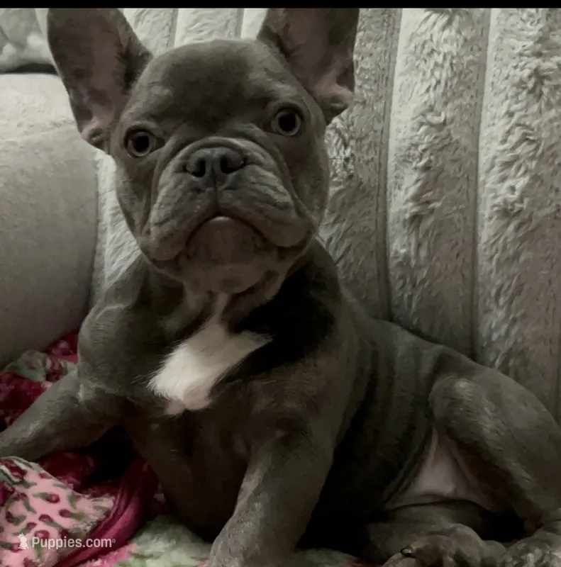 Charlotte – French Bulldog puppy for sale in Greenwood, FL