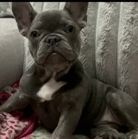 Charlotte, a female French Bulldog for sale in Greenwood, FL – 1 of 9