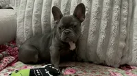 Charlotte, a female French Bulldog for sale in Greenwood, FL – 8 of 9