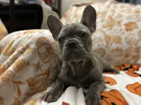 Sadie , a female French Bulldog for sale in Greenwood, FL – 10 of 10