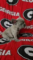  Sadie, a female French Bulldog for sale in Greenwood, FL – 3 of 9