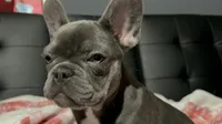 Charlotte, a female French Bulldog for sale in Greenwood, FL – 4 of 9