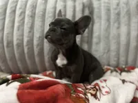 Charlotte, a female French Bulldog for sale in Greenwood, FL – 6 of 7