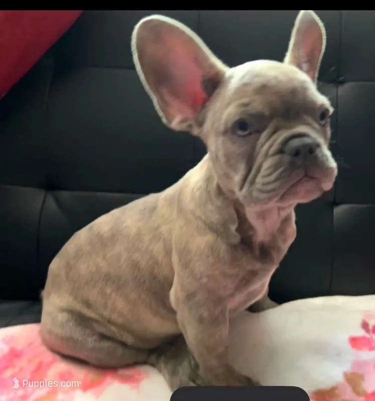 Sadie  – French Bulldog puppy for sale in Greenwood, FL