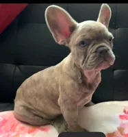 Sadie , a female French Bulldog for sale in Greenwood, FL – 1 of 5
