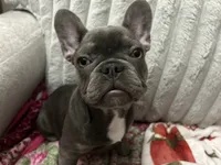Charlotte, a female French Bulldog for sale in Greenwood, FL – 6 of 9
