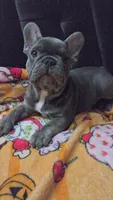 Blu, a male French Bulldog for sale in Greenwood, FL – 10 of 10