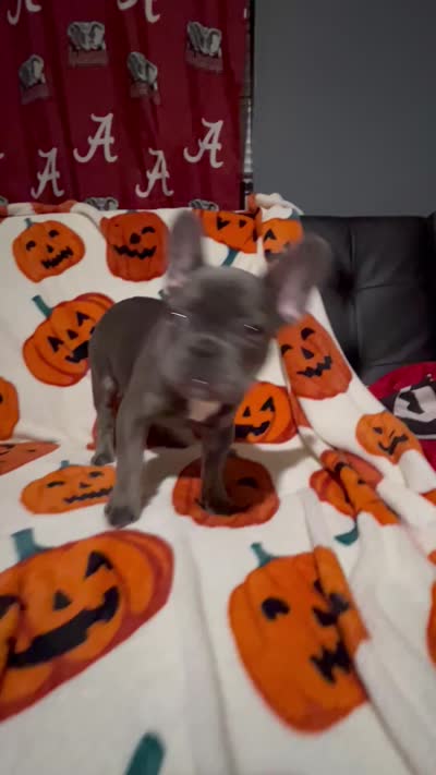 Charlotte, a female French Bulldog for sale in Greenwood, FL – 7 of 7