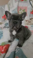 Charlotte, a female French Bulldog for sale in Greenwood, FL – 7 of 10