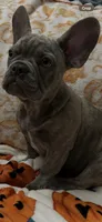 Sadie , a female French Bulldog for sale in Greenwood, FL – 7 of 10