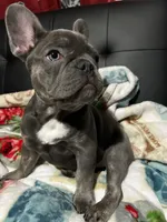 Charlotte, a female French Bulldog for sale in Greenwood, FL – 5 of 8