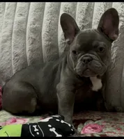 Charlotte, a female French Bulldog for sale in Greenwood, FL – 2 of 9