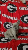  Sadie, a female French Bulldog for sale in Greenwood, FL – 2 of 9