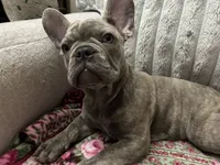 Sadie , a female French Bulldog for sale in Greenwood, FL – 6 of 10