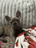 Sadie , a female French Bulldog for sale in Greenwood, FL – 6 of 8