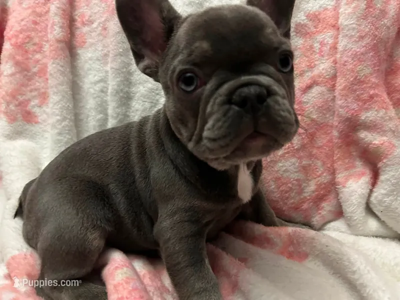 Charlotte – French Bulldog puppy for sale in Greenwood, FL
