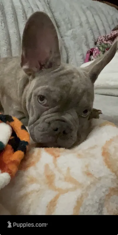 Sadie  – French Bulldog puppy for sale in Greenwood, FL