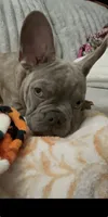 Sadie , a female French Bulldog for sale in Greenwood, FL – 1 of 10