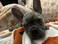Sadie , a female French Bulldog for sale in Greenwood, FL – 2 of 10