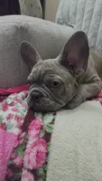 Sadie , a female French Bulldog for sale in Greenwood, FL – 2 of 6