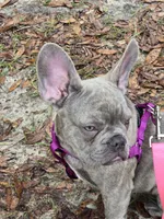 Sadie , a female French Bulldog for sale in Greenwood, FL – 8 of 10