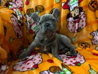 Sadie , a female French Bulldog for sale in Greenwood, FL – 7 of 10