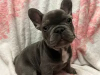 Charlotte, a female French Bulldog for sale in Greenwood, FL – 4 of 5