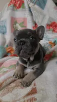 Yogi, a male French Bulldog for sale in Greenwood, FL – 5 of 10