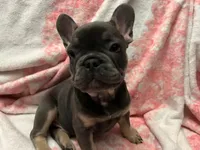 Yogi , a male French Bulldog for sale in Greenwood, FL – 7 of 7