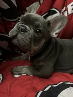 Blu , a male French Bulldog for sale in Greenwood, FL – 5 of 8