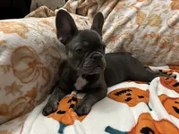 Charlotte, a female French Bulldog for sale in Greenwood, FL – 1 of 8