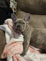 Sadie, a female French Bulldog for sale in Greenwood, FL – 2 of 10