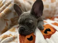 Sadie , a female French Bulldog for sale in Greenwood, FL – 8 of 10